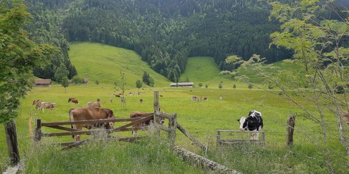 Rinder zur Sömmerung auf der Weide im Hinter Boden. (Archivbild) Weide