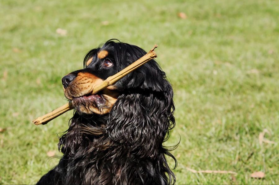 Hund Stock Wiese Apportiertraining