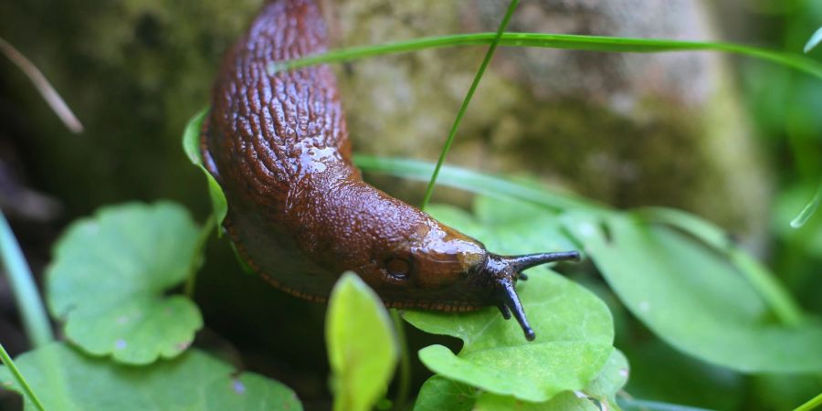 Nacktschnecken lassen sich die saftigen Blätter vieler Gartenpflanzen schmecken.