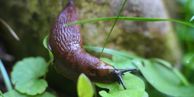 Nacktschnecke Klee Garten Schädling braun