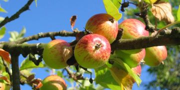 Apfel Baum