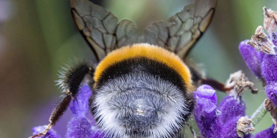 Am Freitag startet die zweite Runde der diesjährigen bundesweiten Mitmachaktion «Insektensommer» des Naturschutzbunds Deutschland (Nabu)
