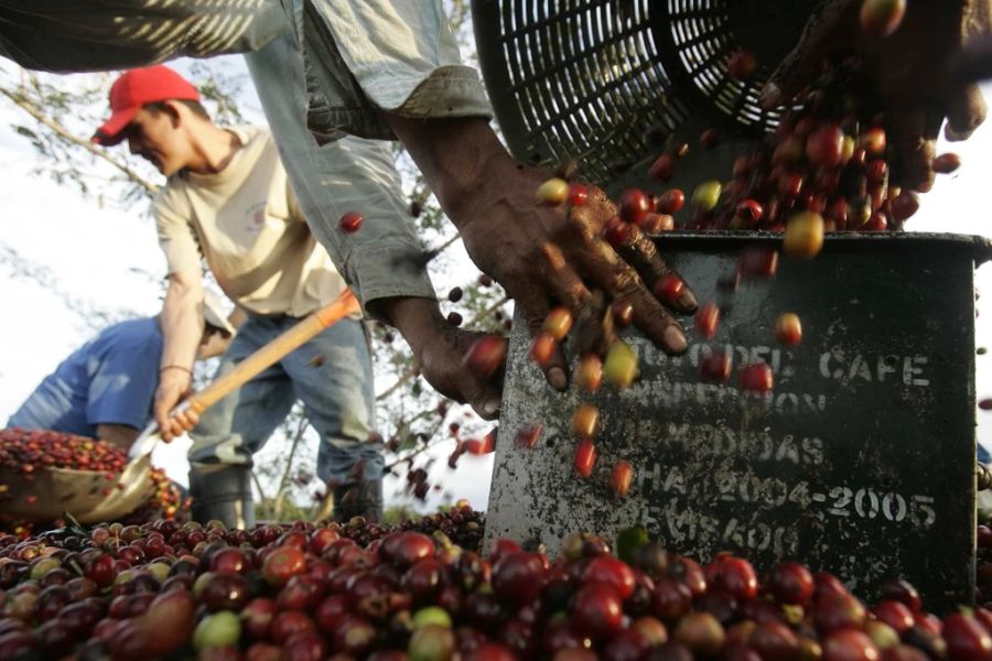 Denn nicht die Entsorgung, sondern die Herstellung des Kaffees belaste die Umwelt, so Greenpeace.