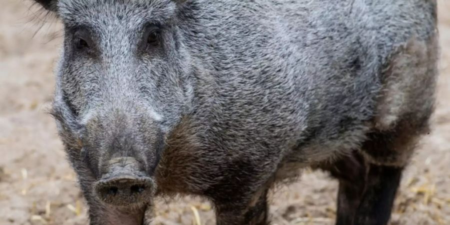 Wildschweine können die Schweinepest übertragen