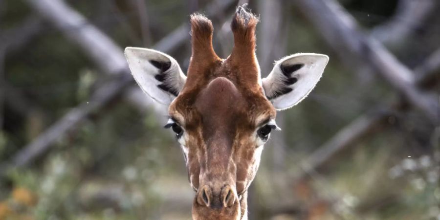 Fühlt sich bisher auch ohne Bulle wohl: eines der vier Giraffen-Weibchen im Zoo Zürich.