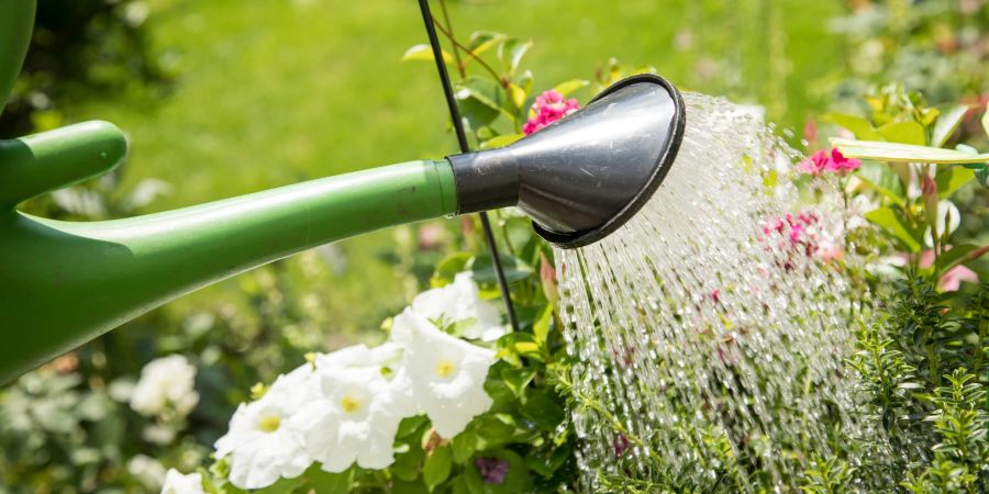 Giesskanne Wasser Blumen Garten