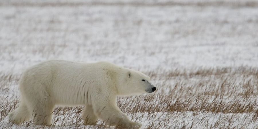 Im Süden Kanadas ist ein Eisbär gesichtet worden. Das ist für diese Gegend äusserst ungewöhnlich. (Archivbild)