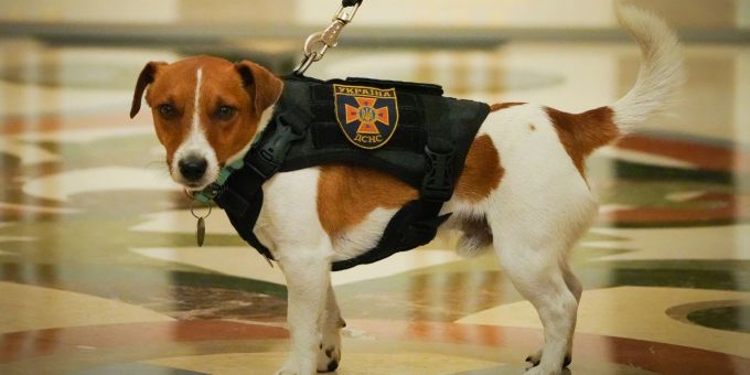 Der Jack Russell Terrier Patron bekam von dem ukrainischen Präsidenten Selenskyj einen Orden verliehen, weil er Minen aufspürt. Minensucher Ukraine Krieg