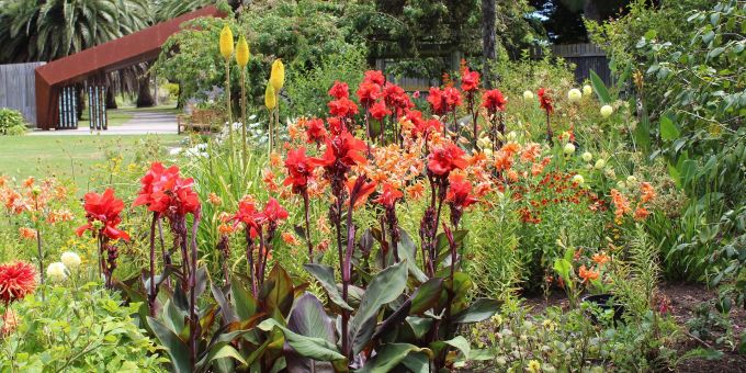 Die Canna ist ein echter Hingucker im Garten. Canna Garten Beet Blumen Sommer