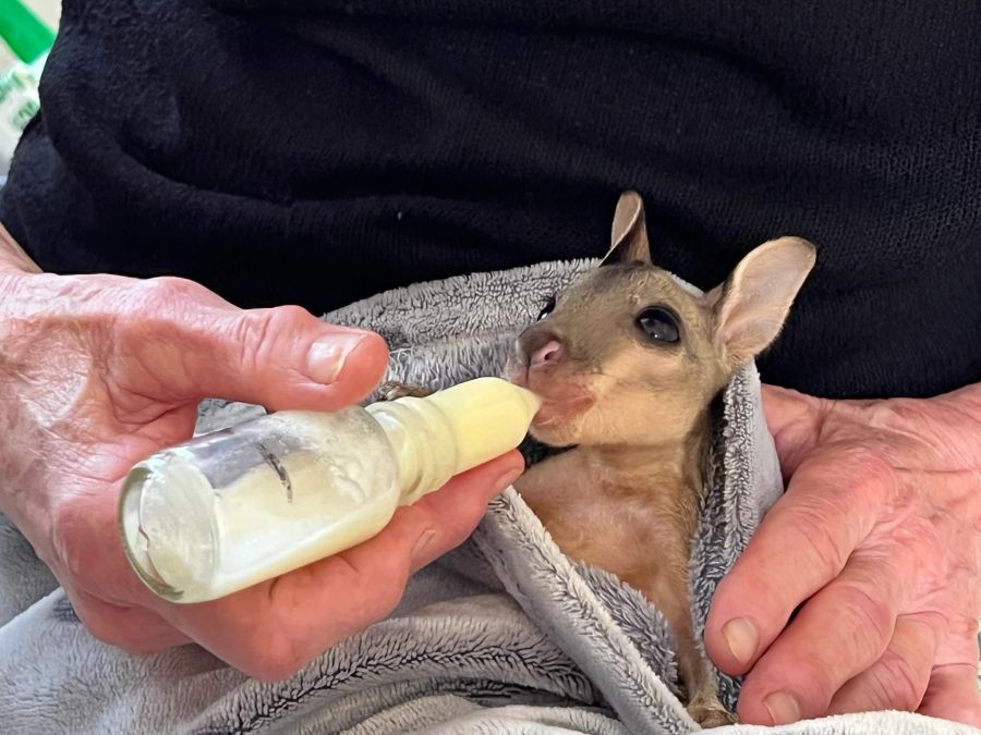 Baby Beuteltier Fläschchen Hände Decke Milch