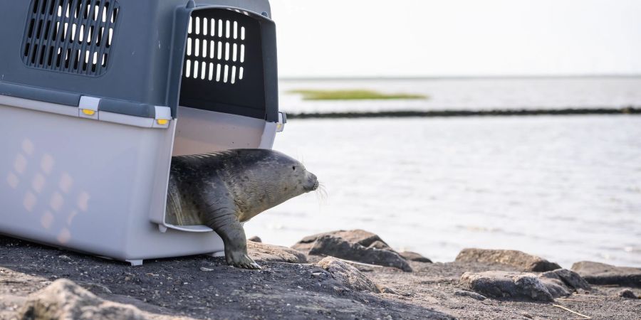 Seehund Paul schaut während seiner Auswilderung vorsichtig aus der Transportbox.