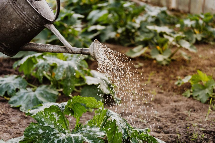 Giesskanne Beet Pflanzen Wasser