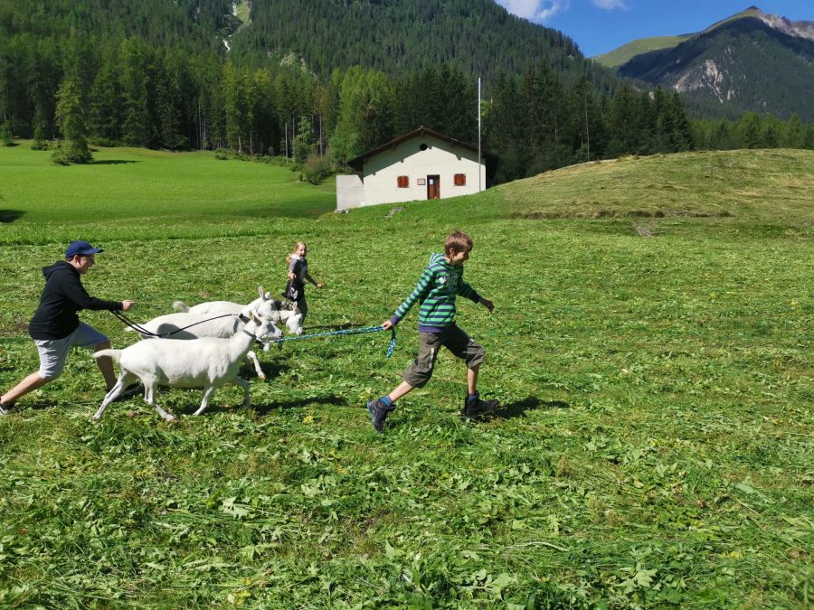 Wiese Ziegen Geissen Kinder