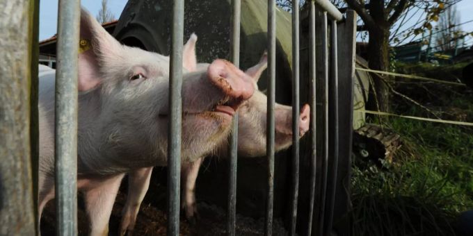 Schweine schnuppern an der Morgenluft. schwein