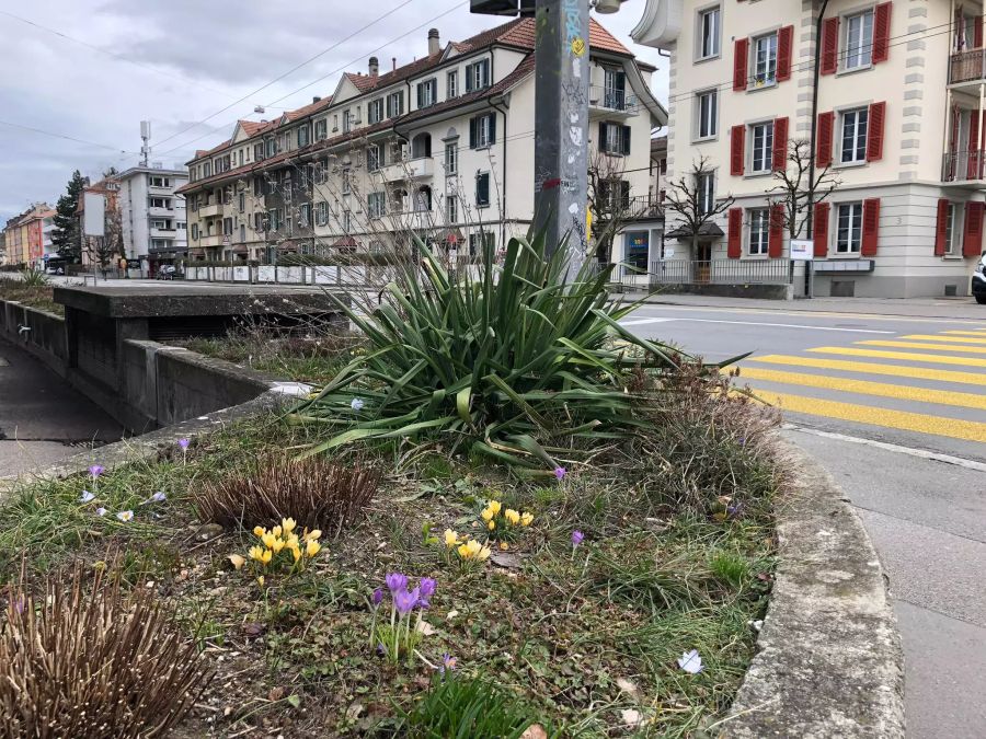 In Bern blüht es frühlingshaft.