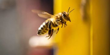 bio insekten