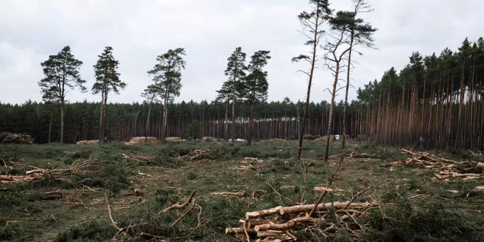 Die Bäume auf dem Tesla-Gelände in Grünheide werden für den Bau einer Fabrik gefällt. tesla