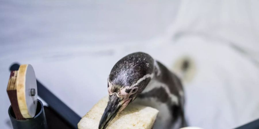 Ein Humboldt-Pinguin im Ozeanum Stralsund wartet konzentriert auf einen Ton, den er dann mit Antippen einer Scheibe quittiert. Für das Projekt «Hearing in Penguins» betätigen sich vier Pinguine als eifrige Forschungsassistenten. (zVg)