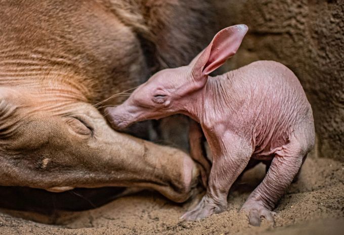 Beim Erdferkel lässt sich das Alter erst nach einigen Wochen bestimmen. erdferkel