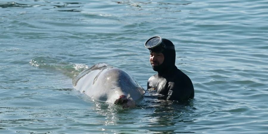 Arion-Taucher mit gestrandetem Wal