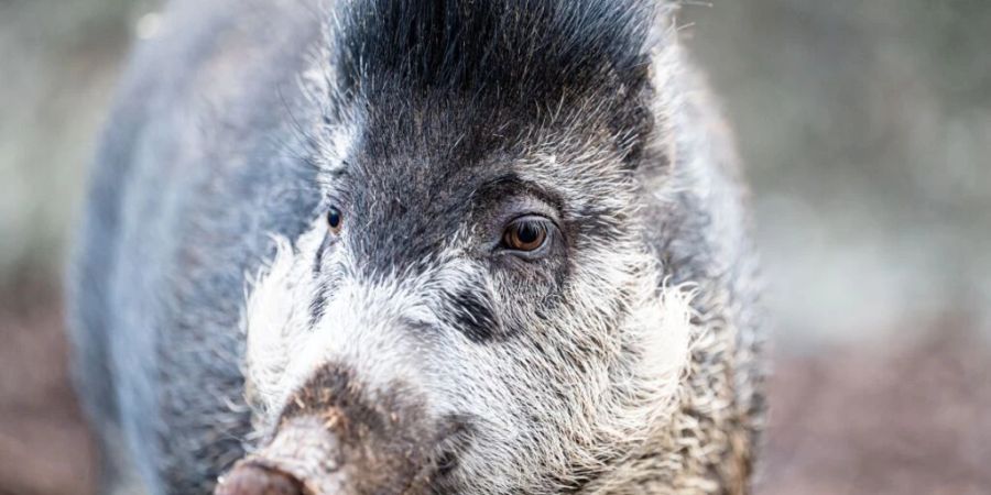 Das Pustelschwein ist Zootier des Jahres 2022.