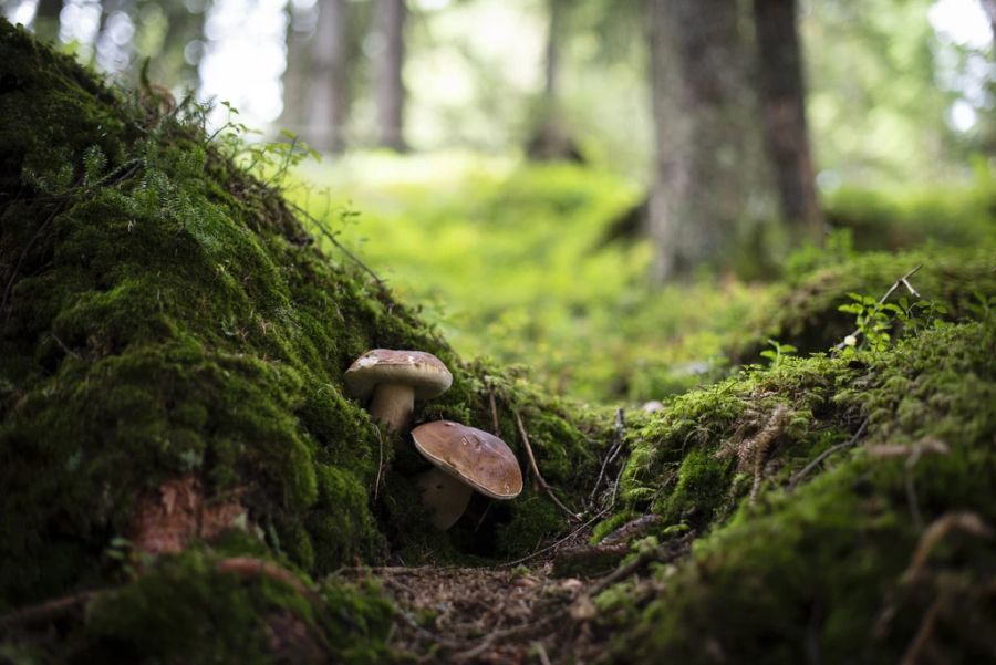 Einige giftige Wildpilzarten, wie beispielsweise der Grüne Knollenblätterpilz sehen geniessbaren Sorten zum Verwechseln ähnlich – hier ist ein geübtes Auge gefragt. (Symbolbild)
