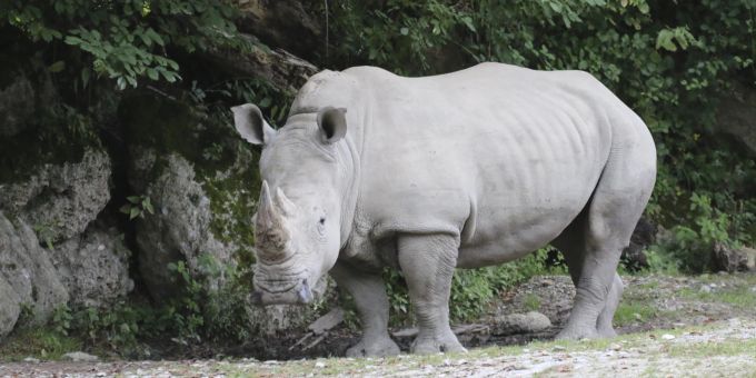 Nashorn-Angriff - Wurde Ösi-Pflegerin (†33) durchs Gehege geschleudert?