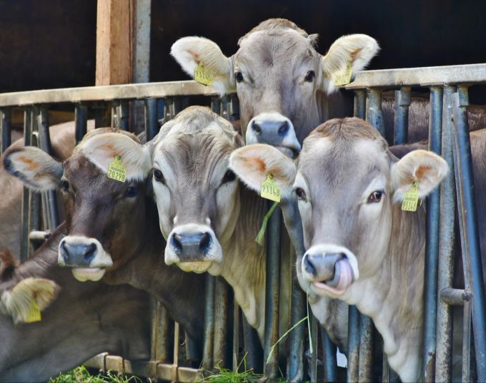 Die tierische Landwirtschaft hat Auswirkungen auf das Klima. Kühe