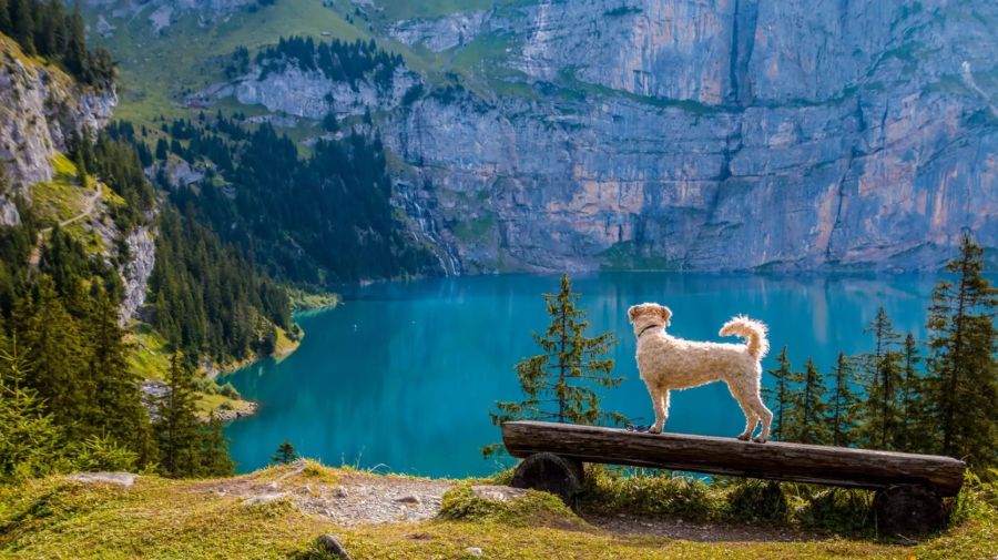 Hund am See