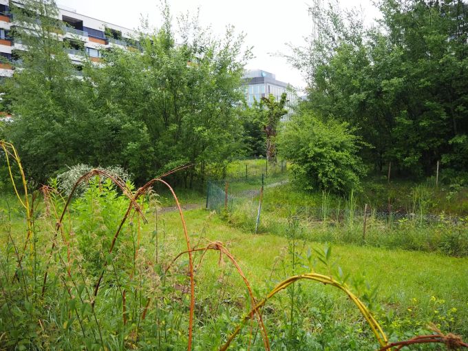 Auf dem bewaldeten Teilstück soll ein Naturspsielplatz entstehen. Glattpark