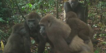 Gorillas