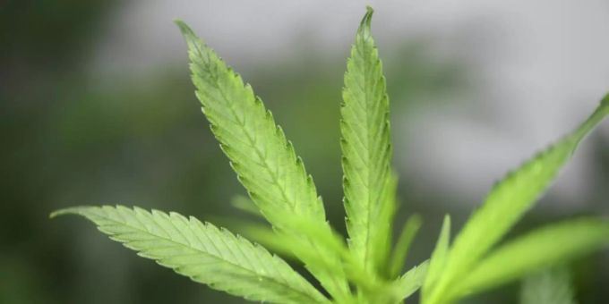 Cannabis-Pflanze Cannabis-Pflanze