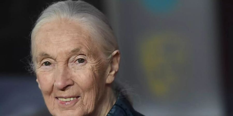 Die Universität Zürich verlieh der Affenforscherin Jane Goodall die Ehrendoktorwürde. (Archivbild)