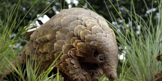 Ein Schuppentier (Manidae) sucht nach Futter. (Archiv) schuppentier