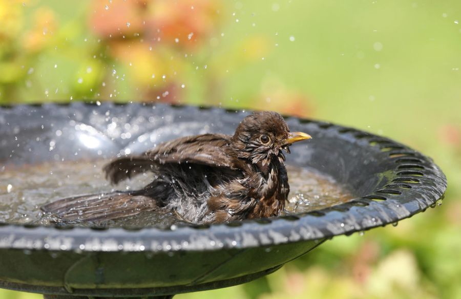 Amsel im Vogelbad