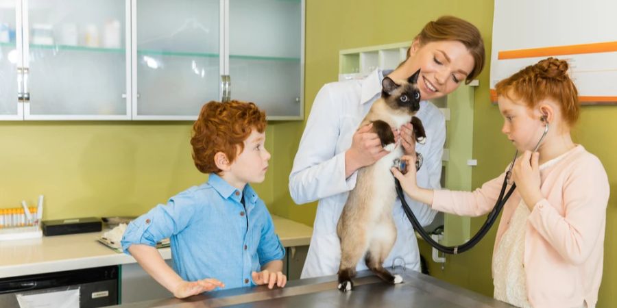 Tierarzt Katze Kinder Herzschlag messen