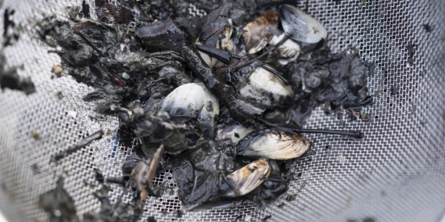 Die invasive Quaggamuschel ist bereits in vielen Schweizer Seen zu finden. (Archivfoto)