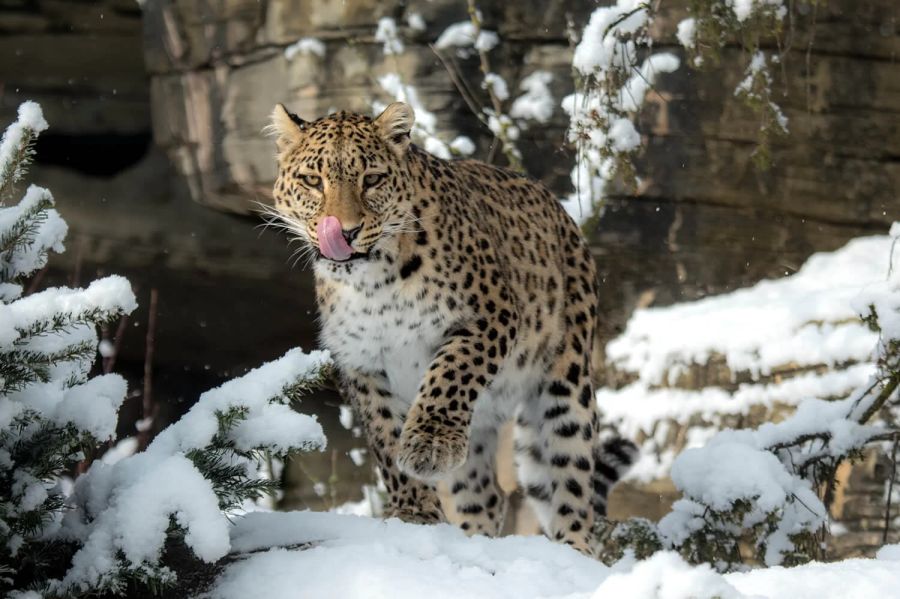Leopard Saphira Tierpark Dählhölzli