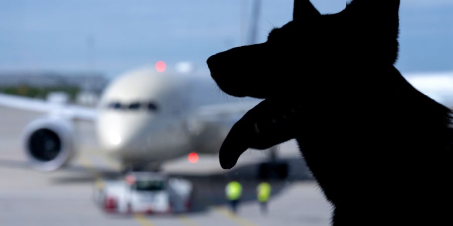 ARCHIV - ILLUSTRATION - Hund Kira (Schäferhund) sitzt am Flughafen München am Terminal an einem Fenster. Im Hintergrund ist ein Flugzeug zu sehen. Foto: Sven Hoppe/dpa