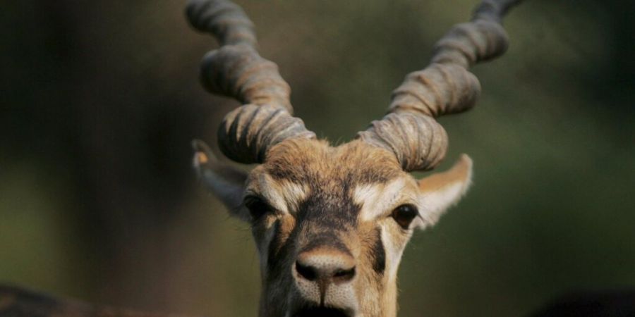 Wer die Hirschziegenantilope in dem Wiener Zoo erschossen hat, blieb offen. (Archivbild)