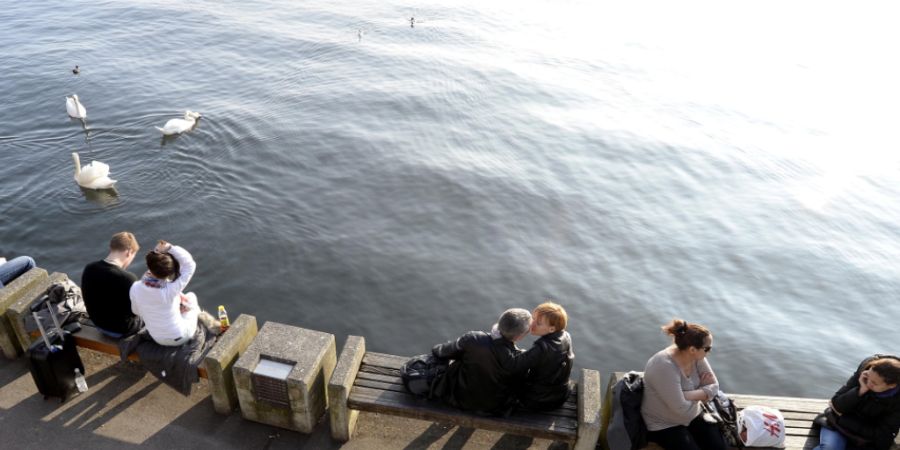 Schön finden das nur die Menschen. Am Zürcher Seebecken gibt es kaum natürliche Vegetation. Damit Wasservögel genügend Brutplätze finden, wollen SP, Grüne und AL eine Insel im Se...