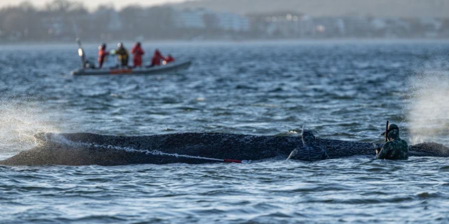 Helfer legen besprühen den Wal mit Wasser. Bagger arbeiten in der Nähe von einem gestrandeten Wal. Experten versuchen erneut, den vor Timmendorfer Strand festsitzenden Buckelwal freiz...