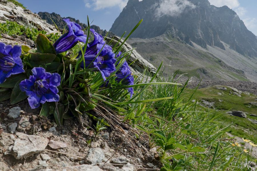 Enzian Oberengadin Wanderung