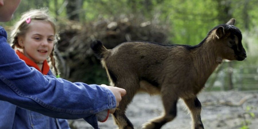 Der Streichelzoo im Berner Tierpark Dählhölzli hat in seiner jetzigen Form ausgedient. Er soll durch ein tiergerechteres Konzept ersetzt werden. (Archivbild)