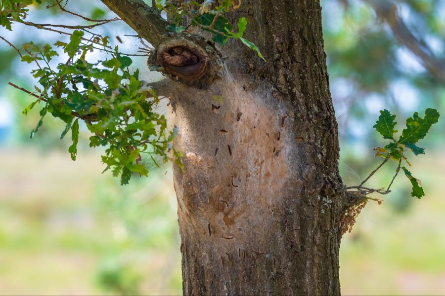 Baum, Eichenprozessionsspinner, Raupen