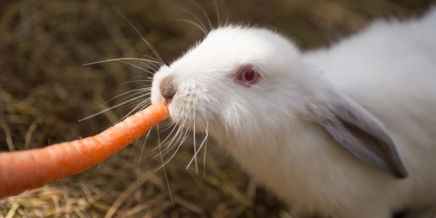 Kaninchen frisst Möhre