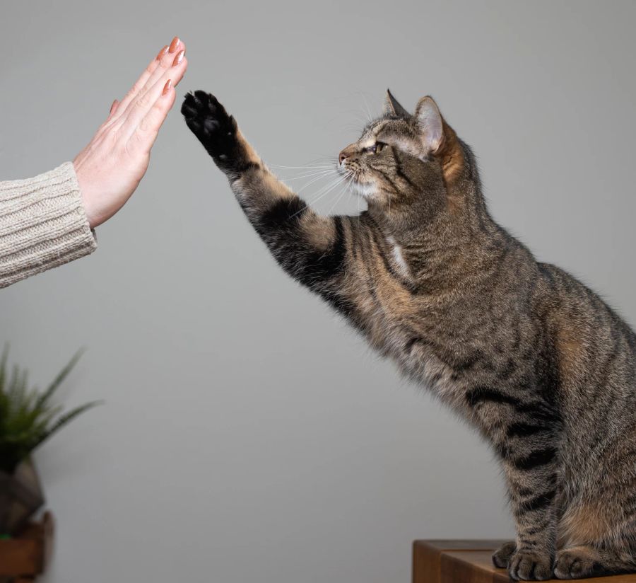 Katze High Five