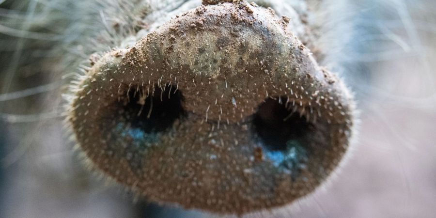 Für Menschen und andere Tierarten ist die Viruserkrankung ungefährlich - bei Haus- und Wildschweinen dagegen unheilbar und verläuft fast immer tödlich.