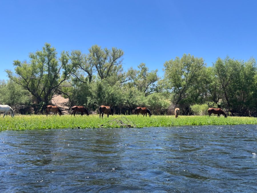 Pferde am Salt River Arizona