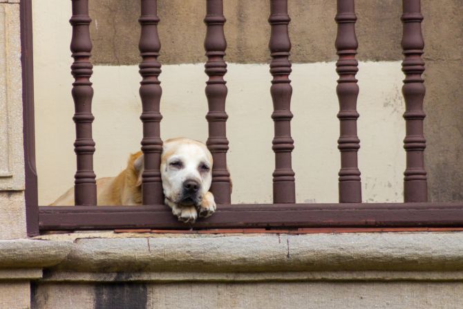 Hundewelpe Balkon Winter Tierschutz